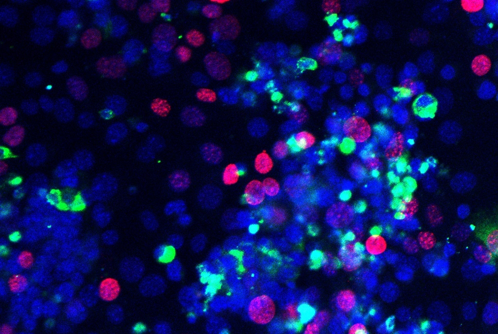 cells under a microscope