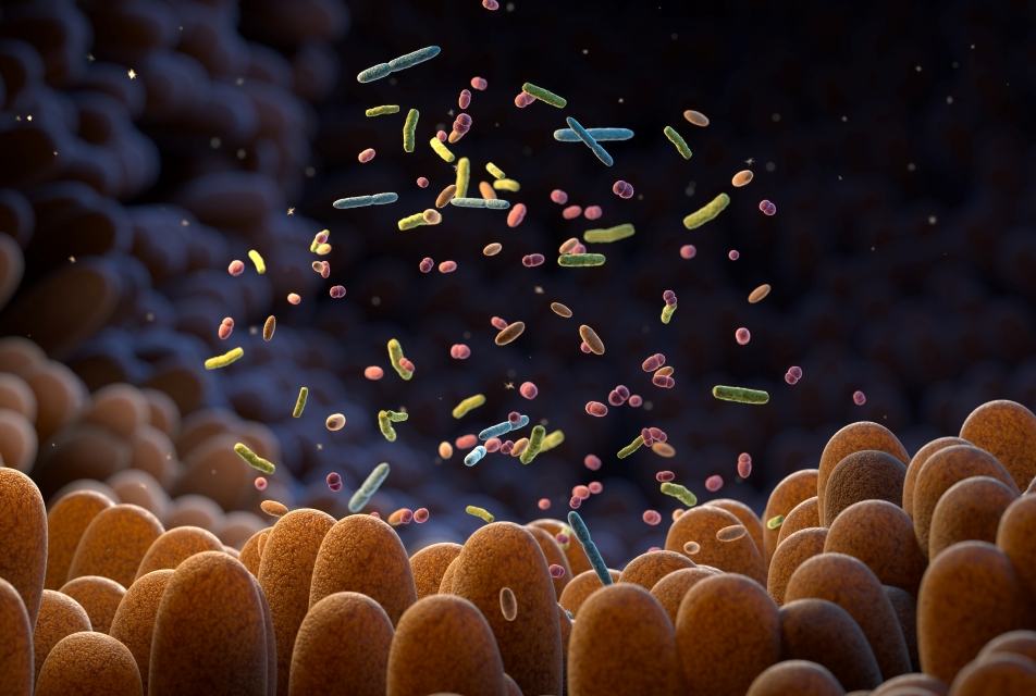 gut microbiome