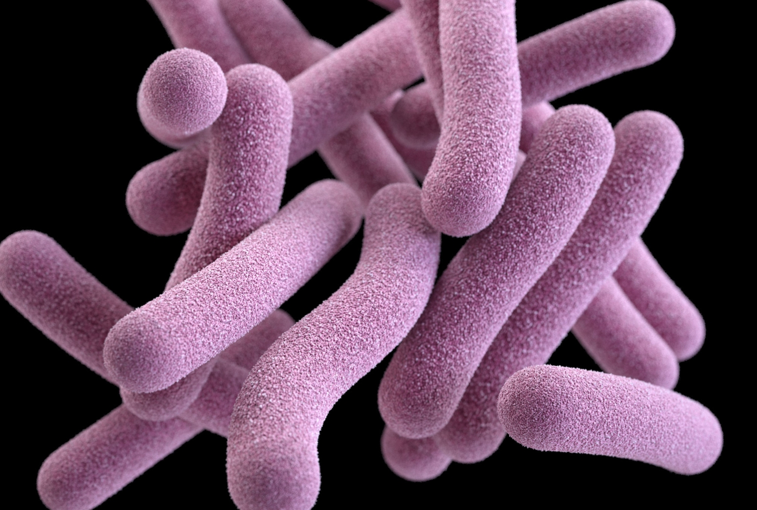 image of Mycobacterium tuberculosis, the bacterium that causes tuberculosis